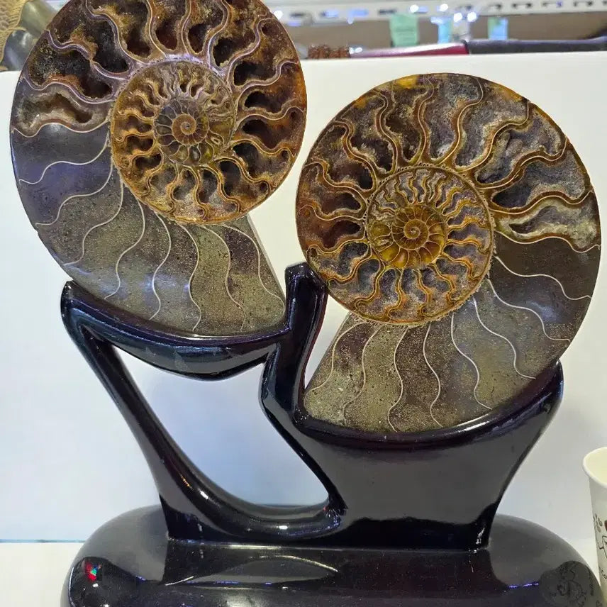 [BUNJANG] Madagascar Ammonite Fossil / 마다가스카르  암모나이트
