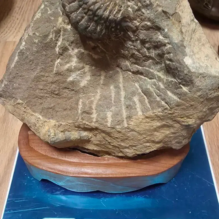 [SOLD OUT] 삼엽충화석