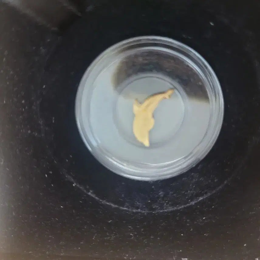 [BUNJANG] Pallas Dolphin 0.5g Gold Coin / 돌고래 금화 0.5g 코인 + 보증서 케이스