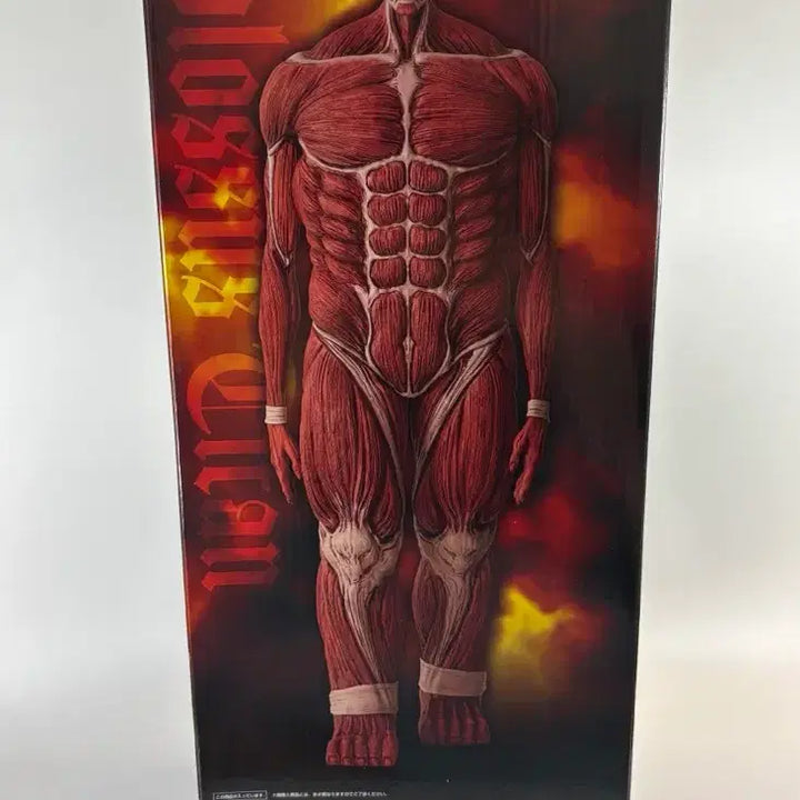 [BUNJANG] Attack on Titan Colossal Titan Unsealed Figure / [미개봉] (택포 37)진격의거인 초대형거인 미개봉 피규어