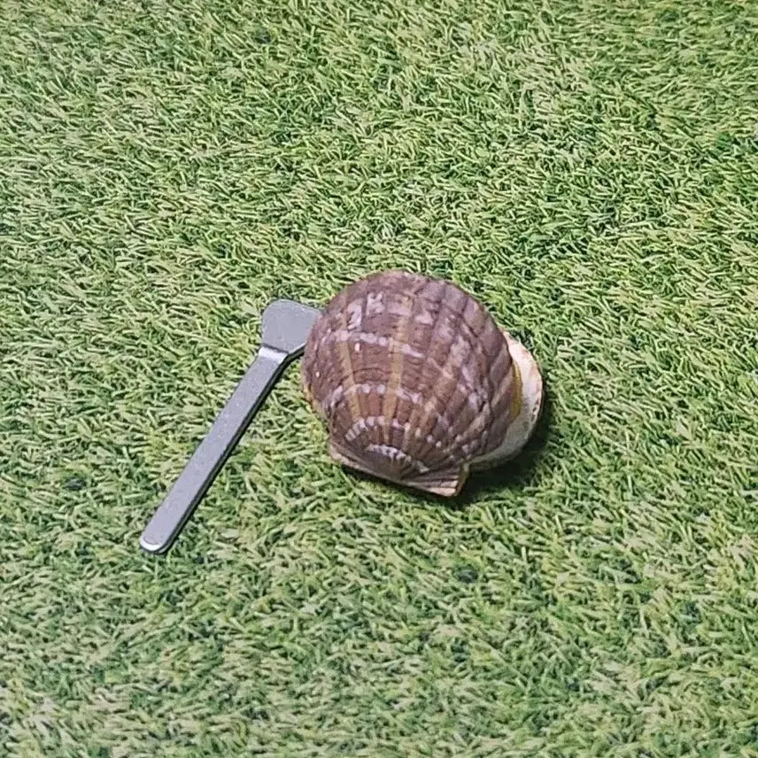 [BUNJANG] Re-Ment Scallop Miniature / 리멘트-가리비