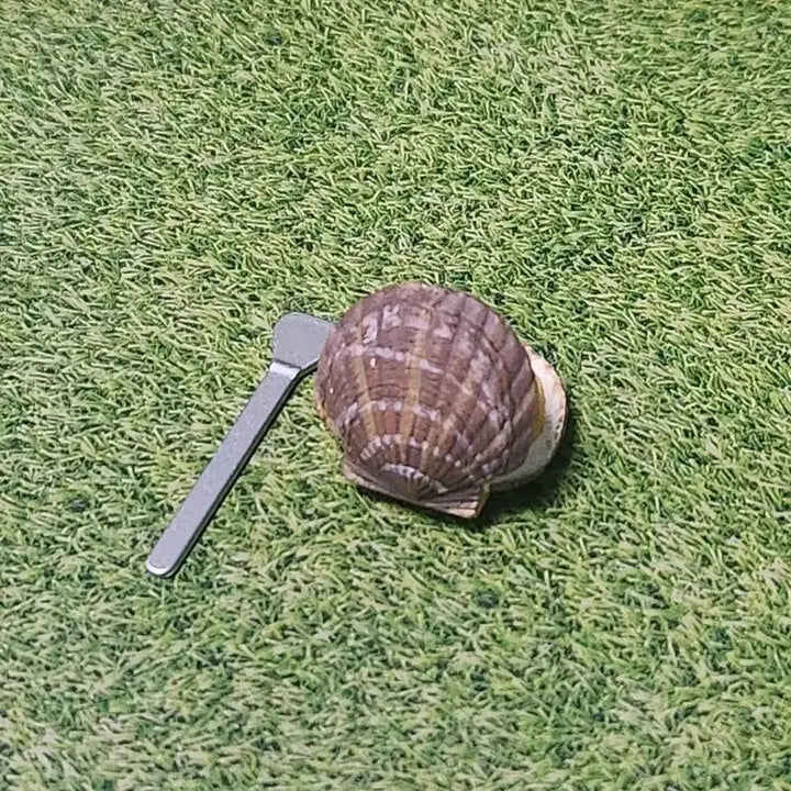 [BUNJANG] Re-Ment Scallop Miniature / 리멘트-가리비