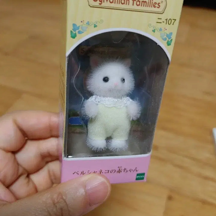 [SOLD OUT] 실바니안 페르시안고양이 직립