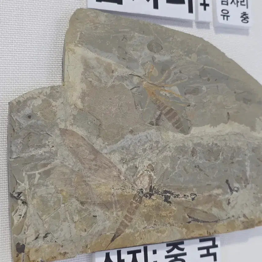 [BUNJANG] Genuine Jurassic Dragonfly Fossil (Adult and Larva) / 잠자리화석(성체+유충)