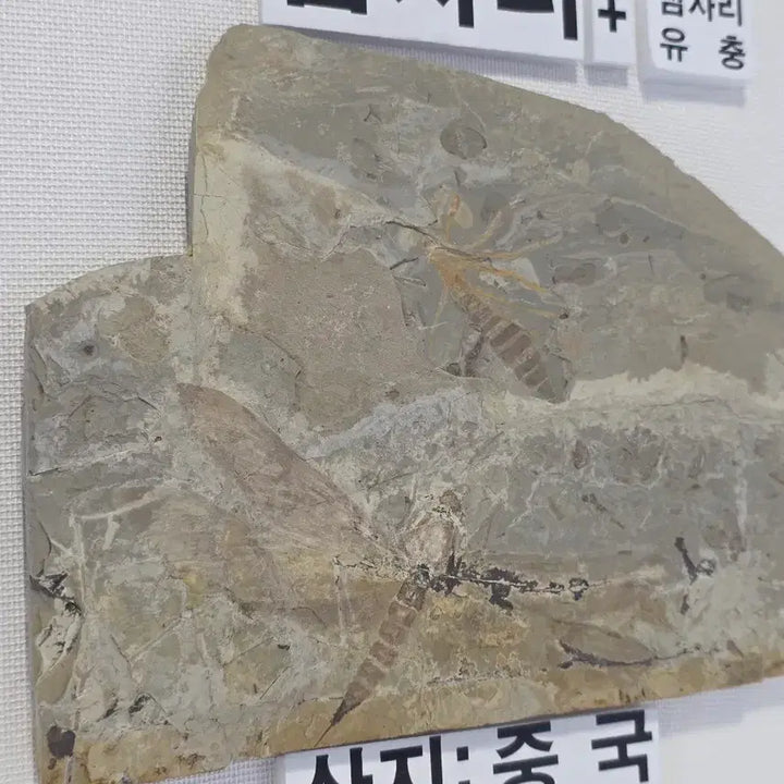 [BUNJANG] Genuine Jurassic Dragonfly Fossil (Adult and Larva) / 잠자리화석(성체+유충)