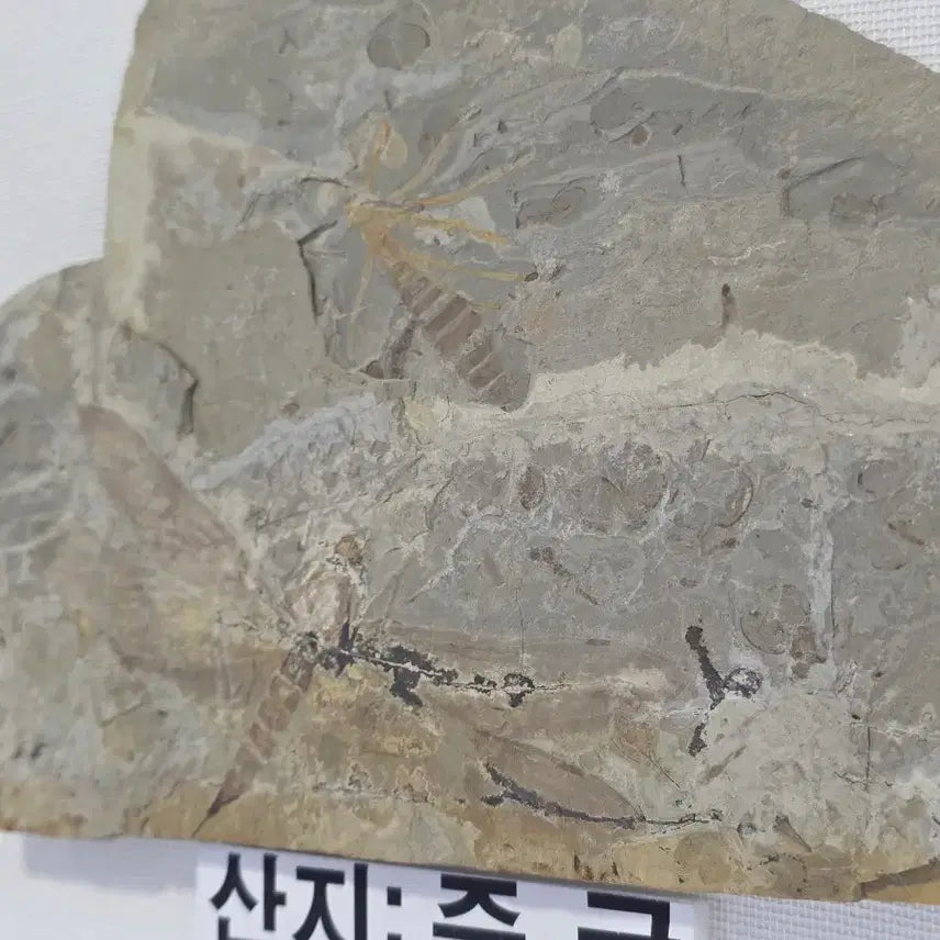 [BUNJANG] Genuine Jurassic Dragonfly Fossil (Adult and Larva) / 잠자리화석(성체+유충)