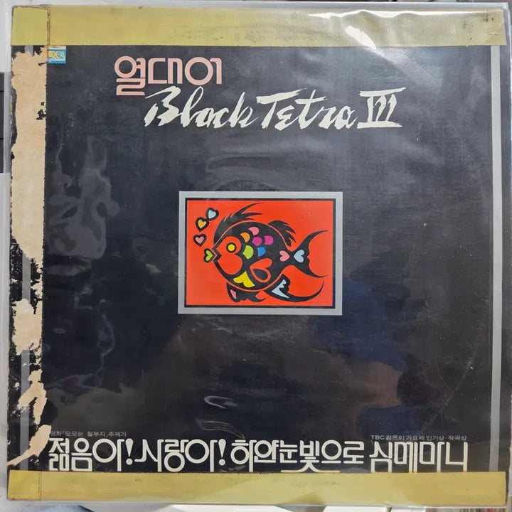 [BUNJANG] Black Tetra Album / 열대어 블랙테트라 3 (젊음아! 사랑아!/하얀눈빛으로/심메마니)