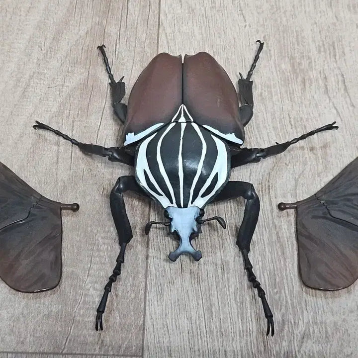 [BUNJANG] Goliath Beetle Biology Guide / 생물대도감 골리앗꽃무지