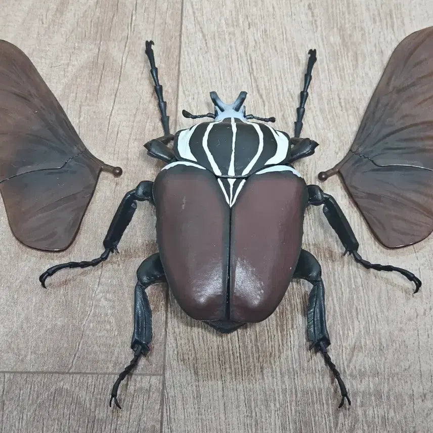[BUNJANG] Goliath Beetle Biology Guide / 생물대도감 골리앗꽃무지