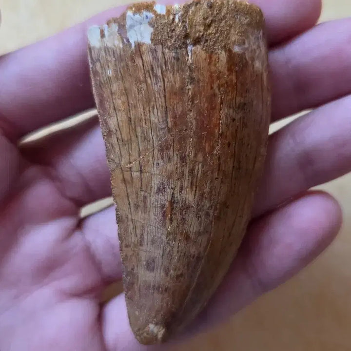 [BUNJANG] Authentic Carcharodontosaurus Tooth Fossil / 진품 카르카로돈토사우루스 이빨 화석 싸게 판매합니다!