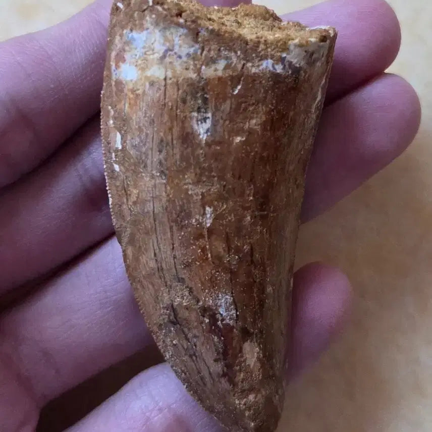 [BUNJANG] Authentic Carcharodontosaurus Tooth Fossil / 진품 카르카로돈토사우루스 이빨 화석 싸게 판매합니다!