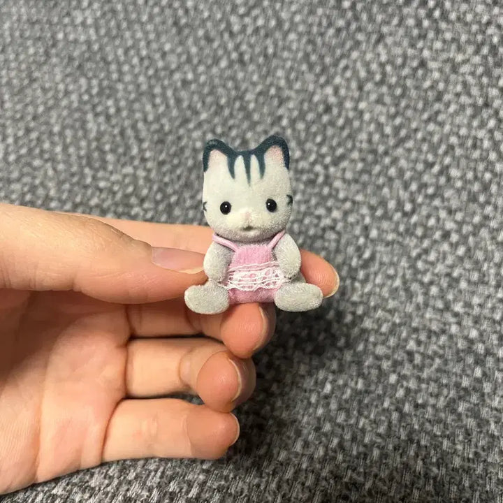 [SOLD OUT] 실바니안 회색고양이 아기