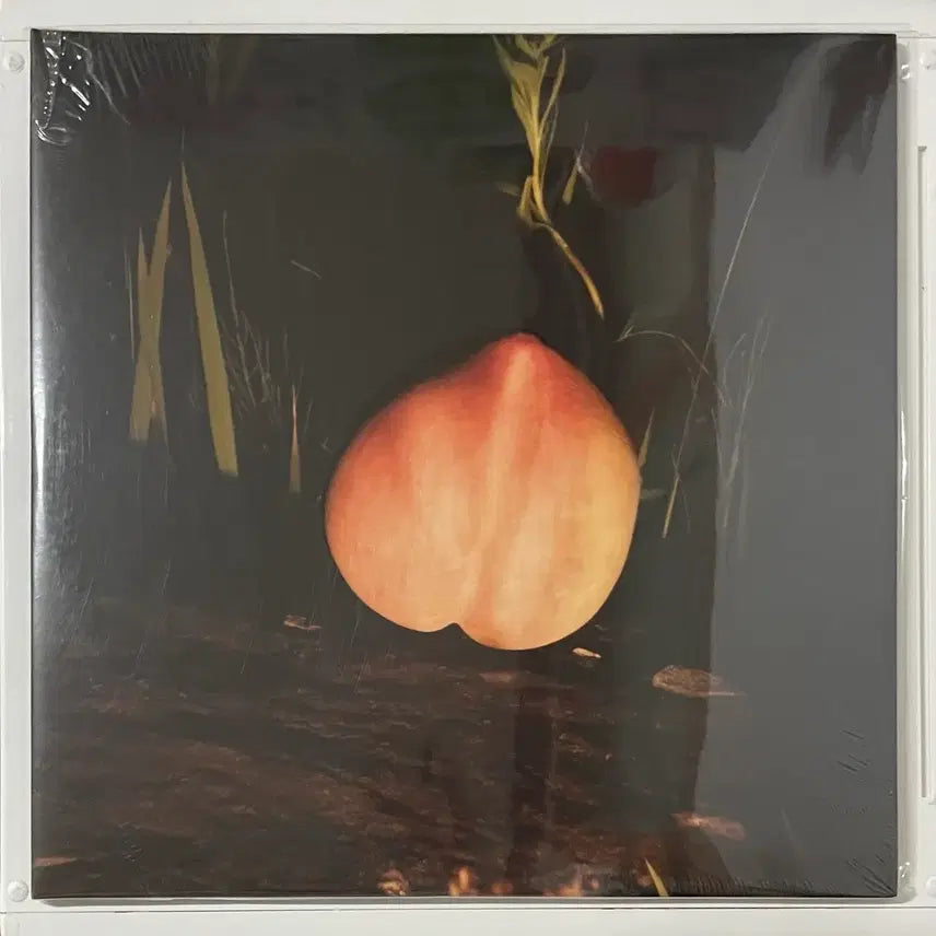 [BUNJANG] The Monotones Into The Night LP / The Monotones (더 모노톤즈) Into The Night LP
