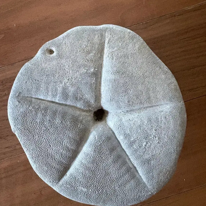 [BUNJANG] Fossilized Sea Urchin / 연잎성게 화석