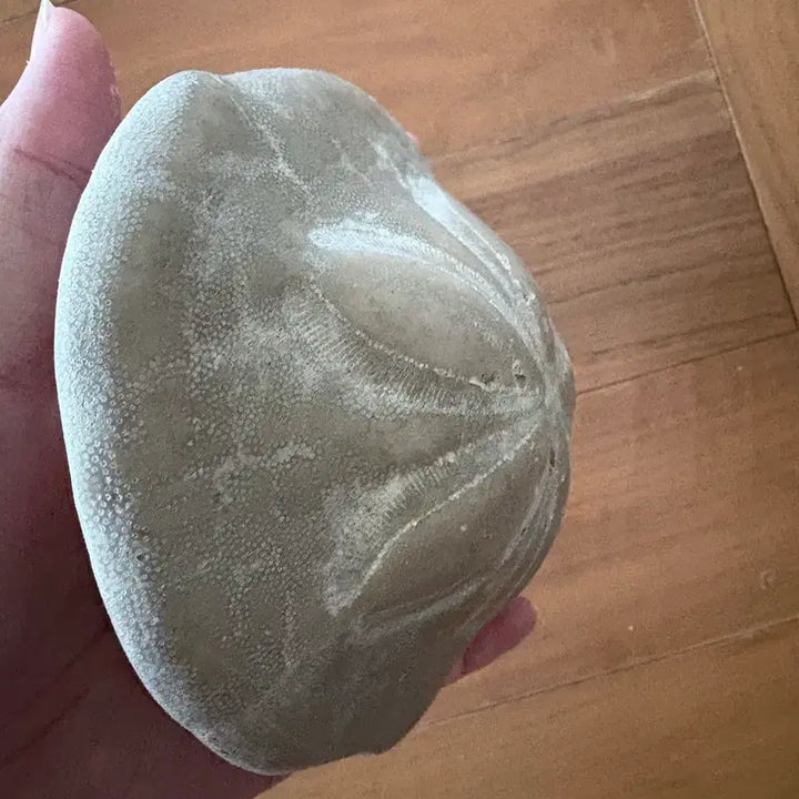[BUNJANG] Fossilized Sea Urchin / 연잎성게 화석