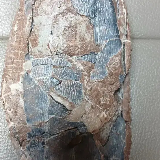 [BUNJANG] Oviraptor Egg Fossil / 오비랍토르 알 화석