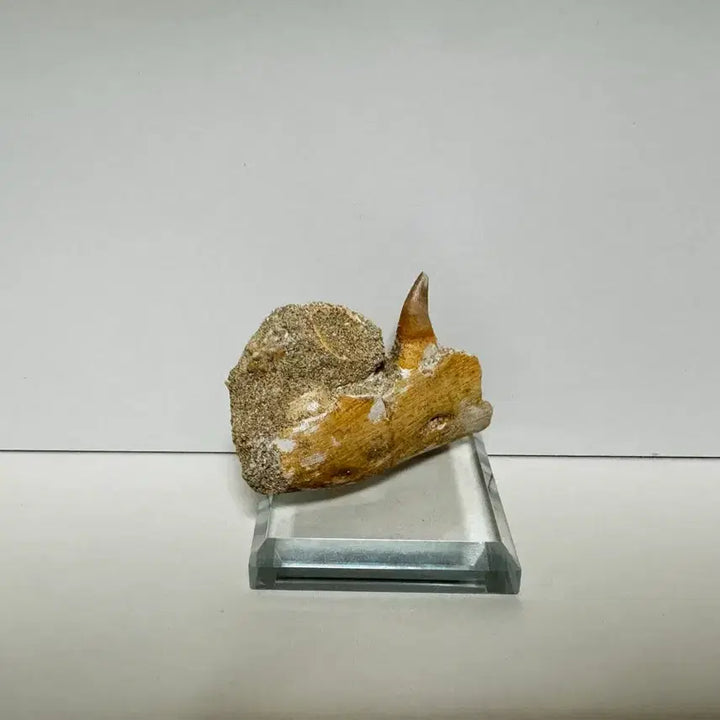 [BUNJANG] Authentic Hypacrosaurus Jawbone Fossil / 할리사우루스 턱뼈 화석 판매합니다