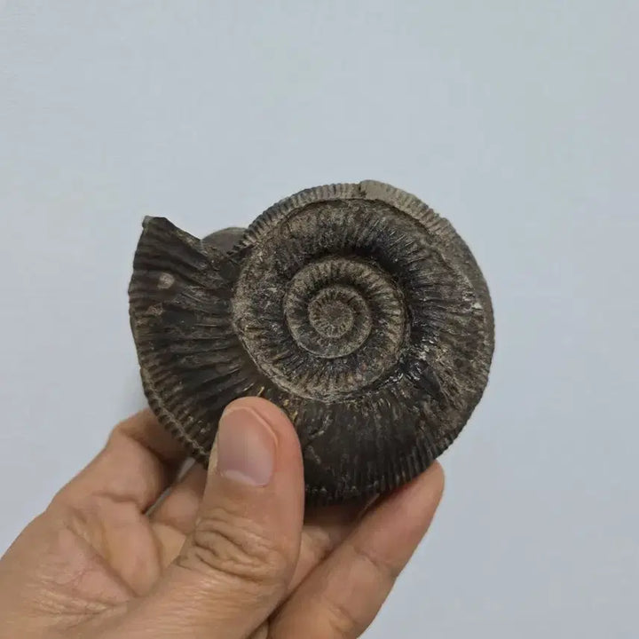[BUNJANG] Ammonite Fossil Antique / 암모나이트 화석 골동품