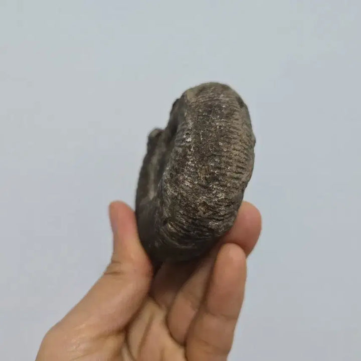 [BUNJANG] Ammonite Fossil Antique / 암모나이트 화석 골동품