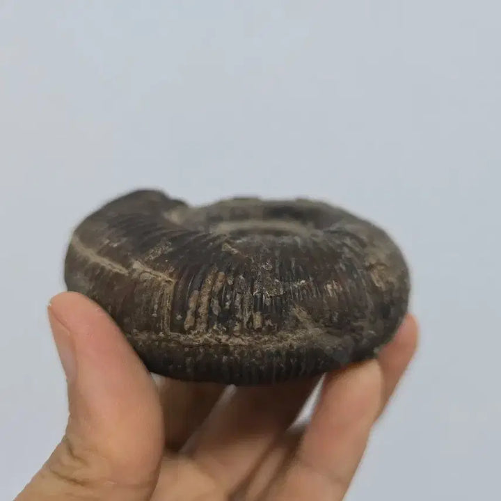 [BUNJANG] Ammonite Fossil Antique / 암모나이트 화석 골동품