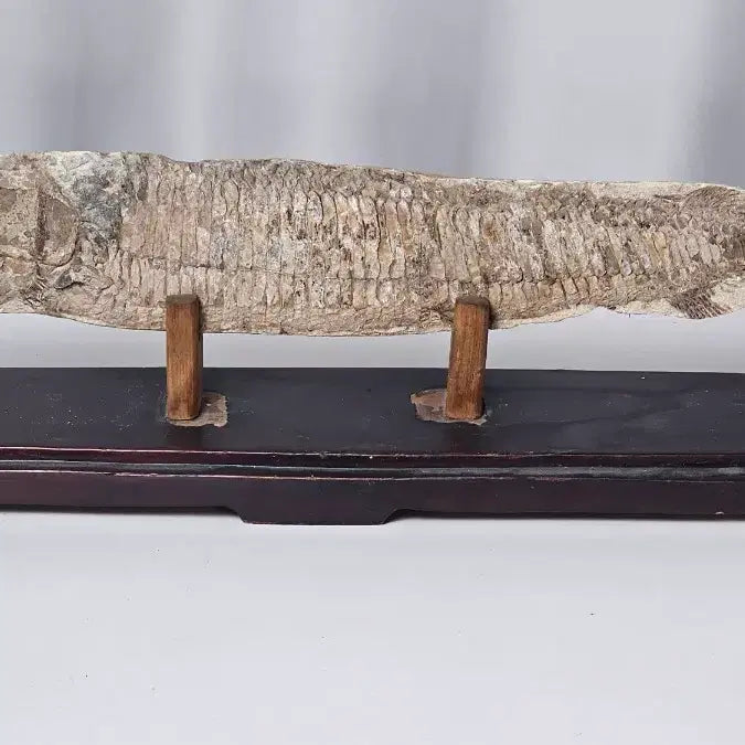 [BUNJANG] Ancient Fish Fossil / 고대 물고기 화석