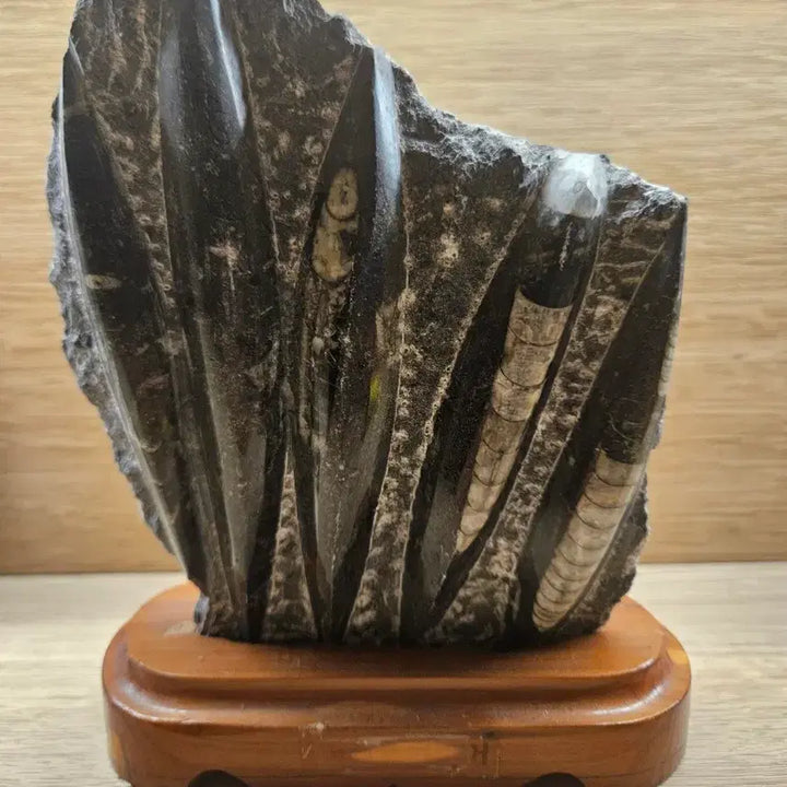 [BUNJANG] Cuttlefish Fossil Mineral / 오징어 화석 광물