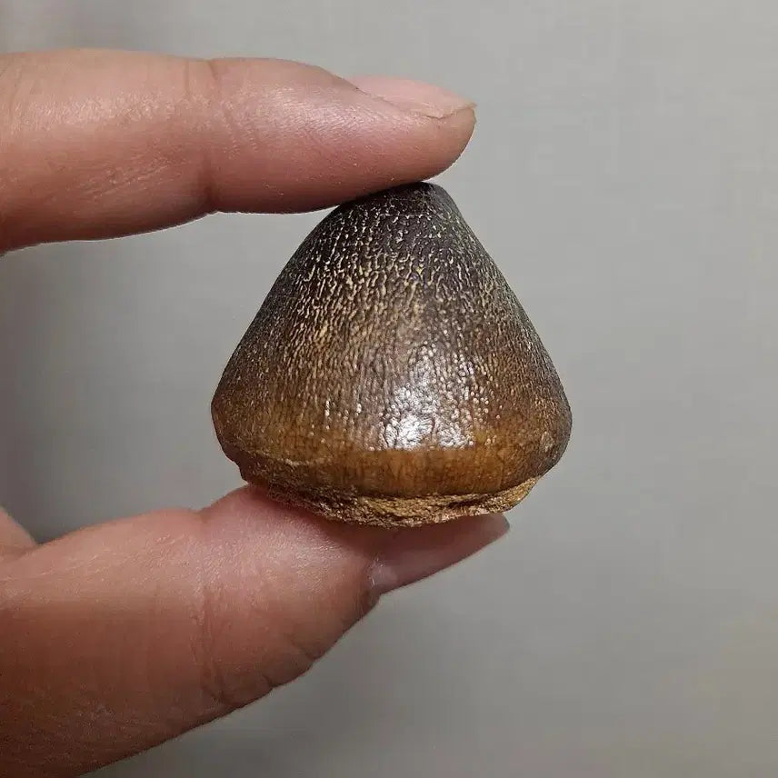 [BUNJANG] Globidens Fossil / 글로비덴스이빨화석