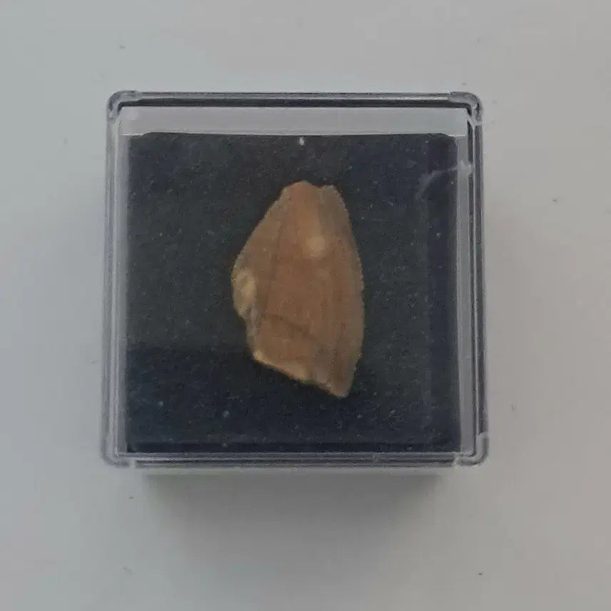 [BUNJANG] Majungasaurus Tooth Fossil / 마준가사우루스 이빨화석