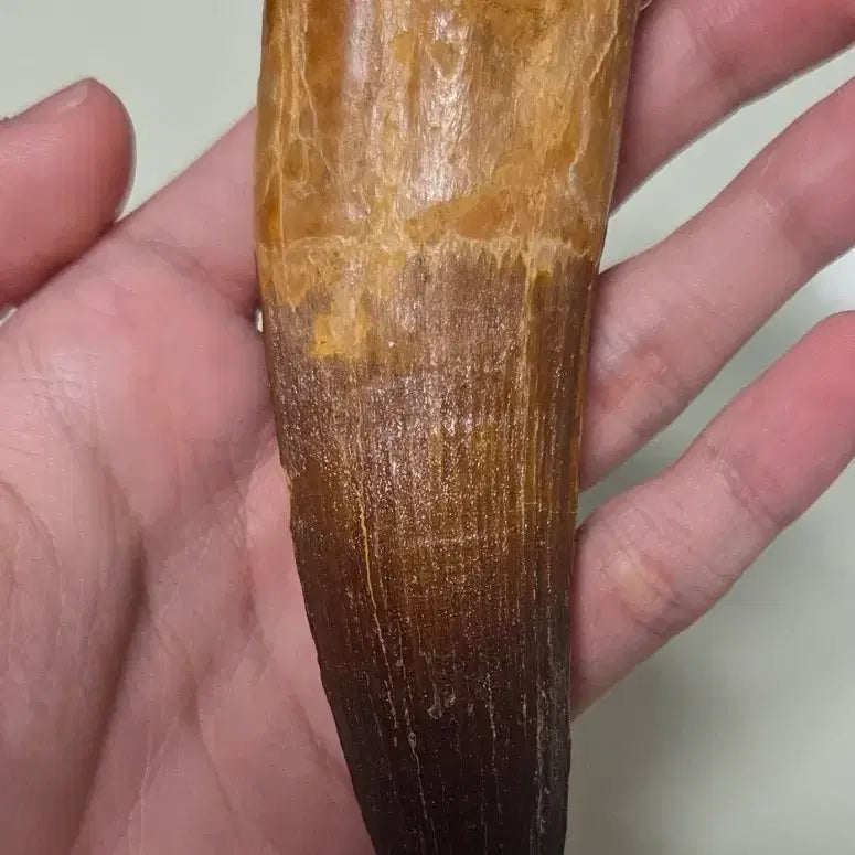 [BUNJANG] Authentic Spinosaurus Tooth Fossil / 진품 스피노사우루스 이빨 화석 싸게 판매합니다!