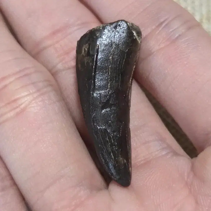 [BUNJANG] Authentic Tyrannosaurus Rex Tooth Fossil / 진품 티라노사우루스 이빨 싸게 판매합니다!