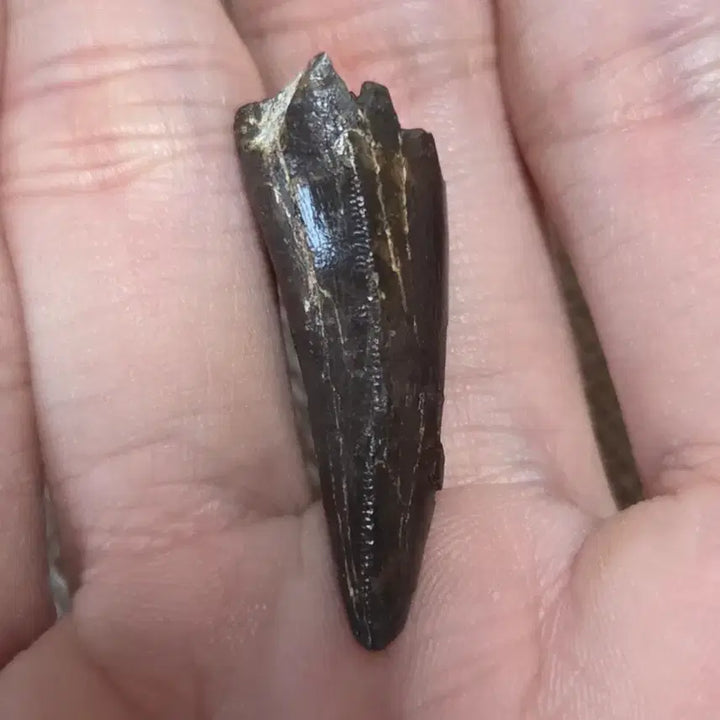 [BUNJANG] Authentic Tyrannosaurus Rex Tooth Fossil / 진품 티라노사우루스 이빨 싸게 판매합니다!