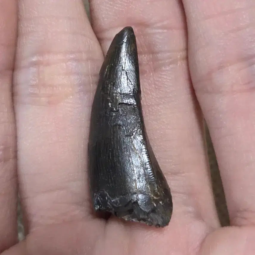[BUNJANG] Authentic Tyrannosaurus Rex Tooth Fossil / 진품 티라노사우루스 이빨 싸게 판매합니다!