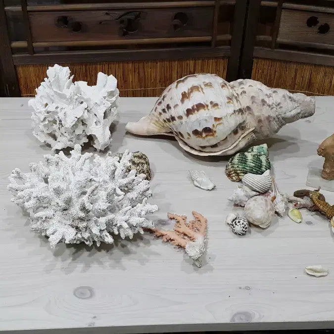 [BUNJANG] Aquarium Aquatic Life Bundle Set / 수족관용 어패류 일괄/내용필독