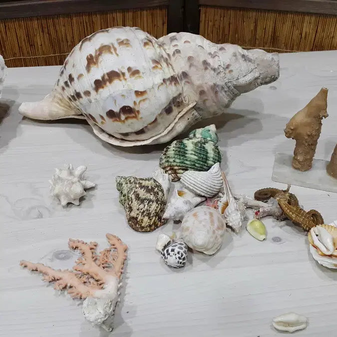 [BUNJANG] Aquarium Aquatic Life Bundle Set / 수족관용 어패류 일괄/내용필독
