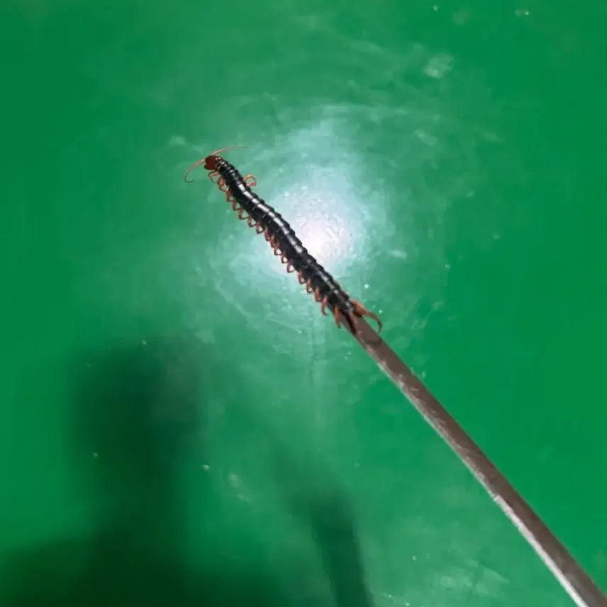 [BUNJANG] Live Centipede / 지네