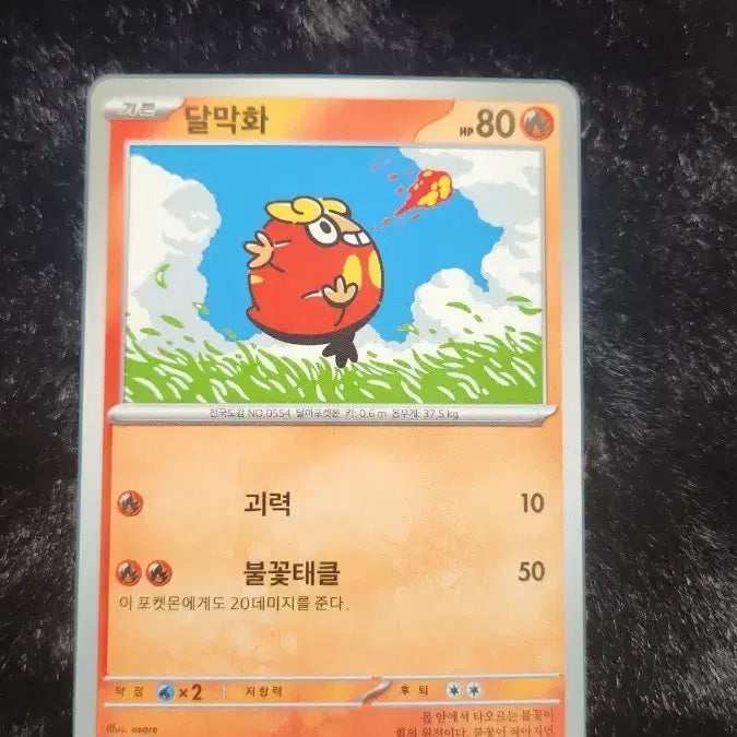 [BUNJANG] Pokemon Darumaka Card / 포켓몬 달막화 카드