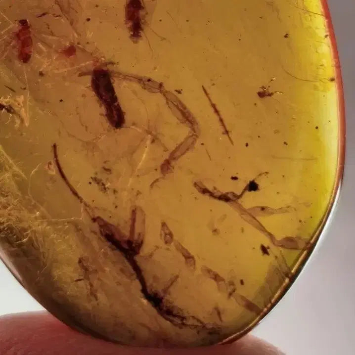 [BUNJANG] Rare Burmese Large Scorpion Amber Fossil / (희귀!)버마산 대형 전갈 호박 화석