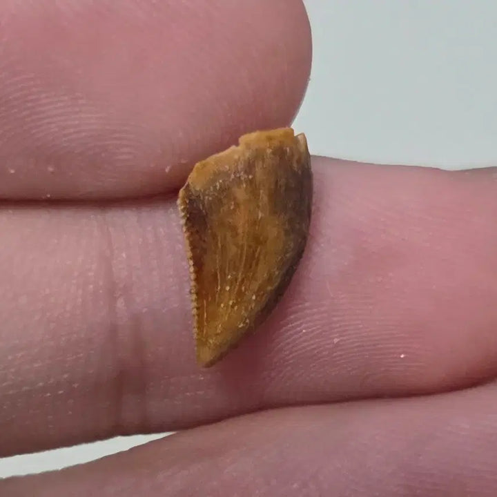 [BUNJANG] Authentic Majungasaurus Tooth Fossil / 진품 마준가사우루스 이빨 화석 싸게 판매합니다!