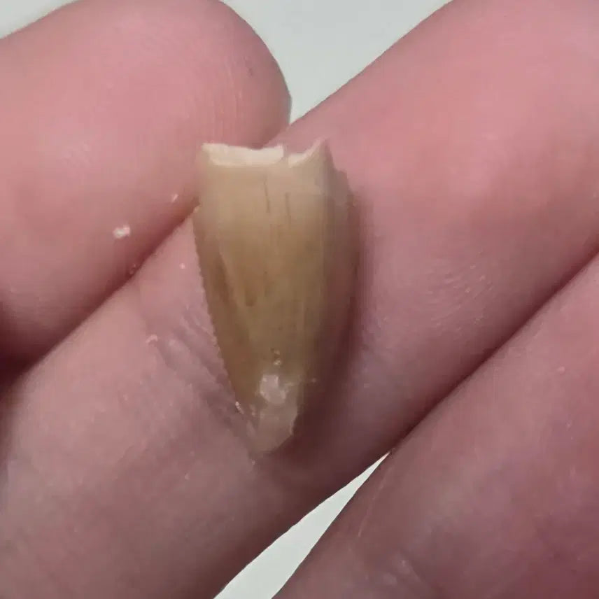[BUNJANG] Genuine Majungasaurus Tooth Fossil / 진품 마준가사우루스 이빨 화석 싸게 판매합니다!
