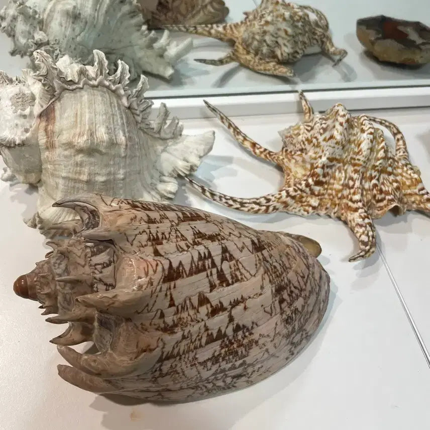 [BUNJANG] 1900s Rare Shell / 1900년대 희귀 조개