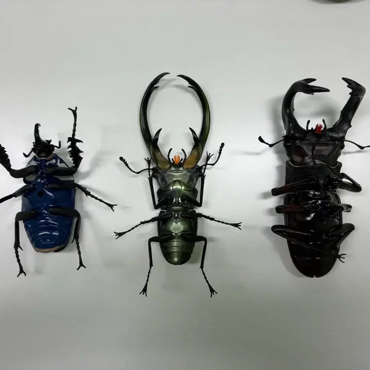 [BUNJANG] Bandai Gacha Biological Encyclopedia Advanced &amp; Regular Insects 3-Type Bundle Set / 반다이 가챠 생물대도감 어드밴스&amp;일반 곤충 3종 일괄