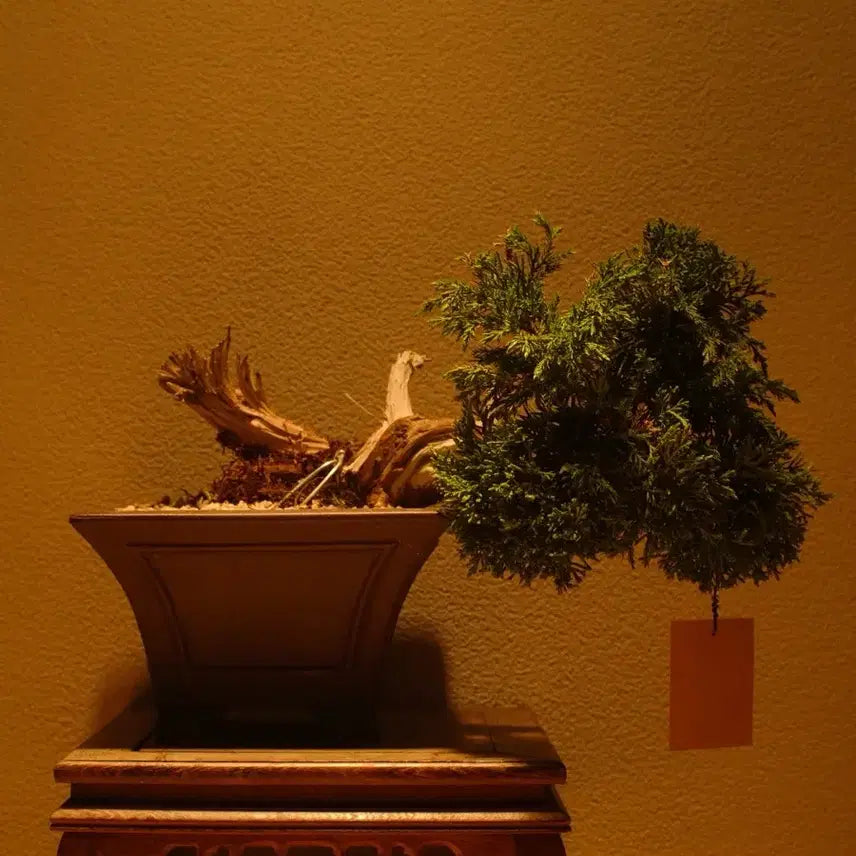 [BUNJANG] 15-Year Old Saeocheon Jinbaek Bonsai Tree / 수령 약 15년 (사어천 진백) 분재