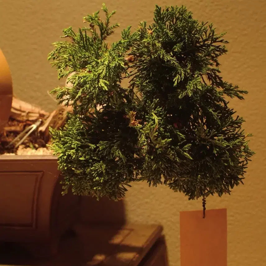 [BUNJANG] 15-Year Old Saeocheon Jinbaek Bonsai Tree / 수령 약 15년 (사어천 진백) 분재