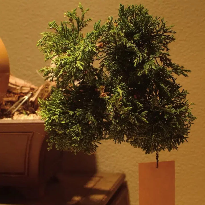 [BUNJANG] 15-Year Old Saeocheon Jinbaek Bonsai Tree / 수령 약 15년 (사어천 진백) 분재