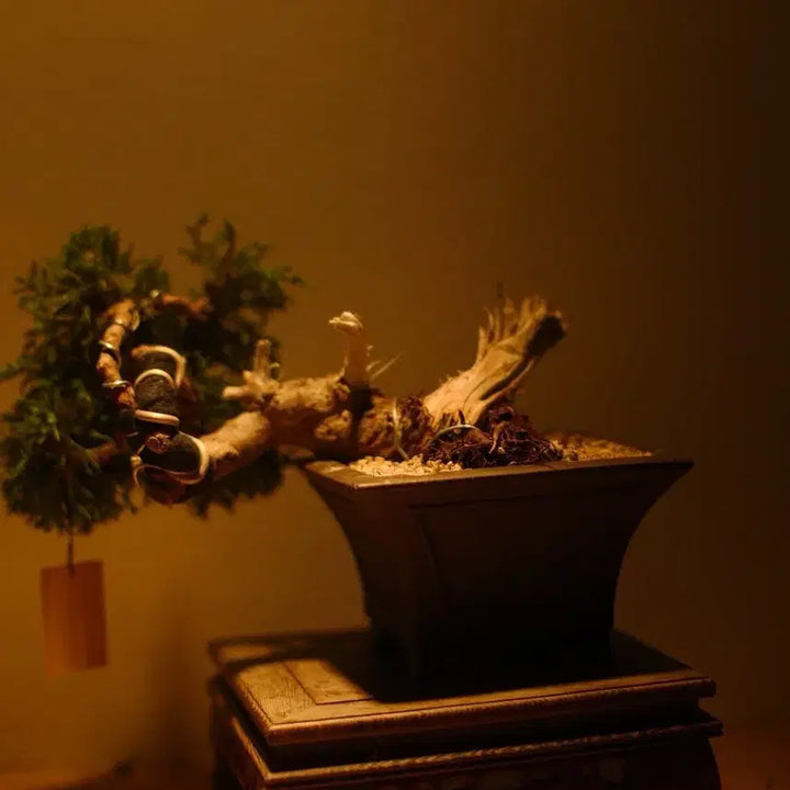 [BUNJANG] 15-Year Old Saeocheon Jinbaek Bonsai Tree / 수령 약 15년 (사어천 진백) 분재