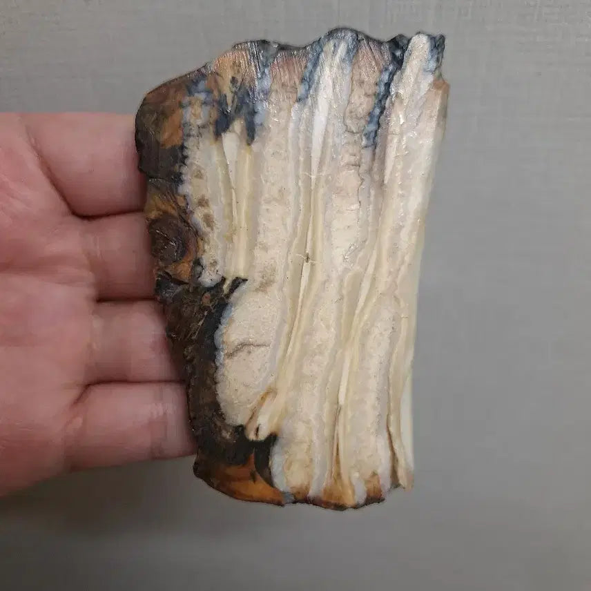 [BUNJANG] Mammoth Tooth Fossil Slice / 매머드 이빨화석