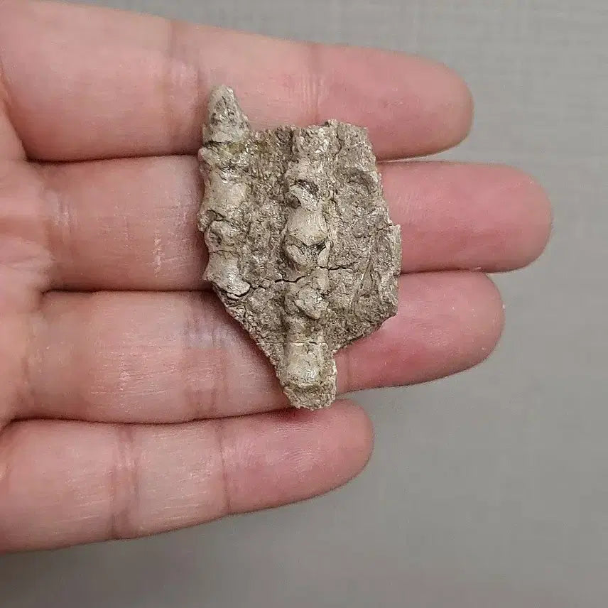 [BUNJANG] Psittacosaurus Toe Bone Fossil / 프시타코사우루스 발가락뼈화석
