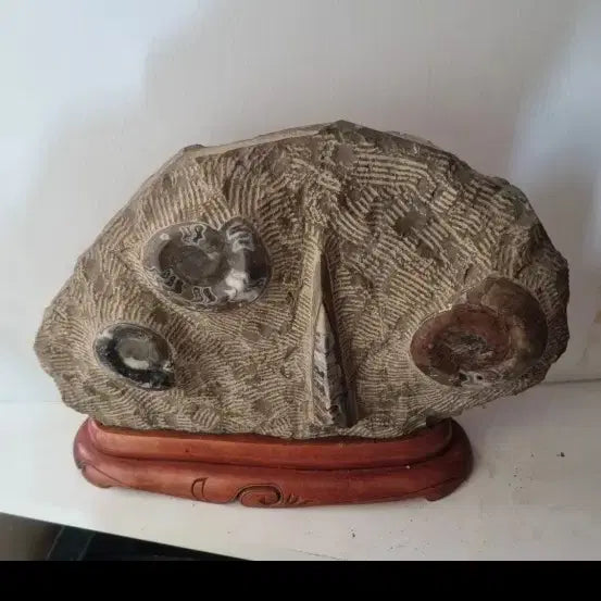 [BUNJANG] Ancient Ammonite Fossil / 골동품)고대 암모나이트 화석