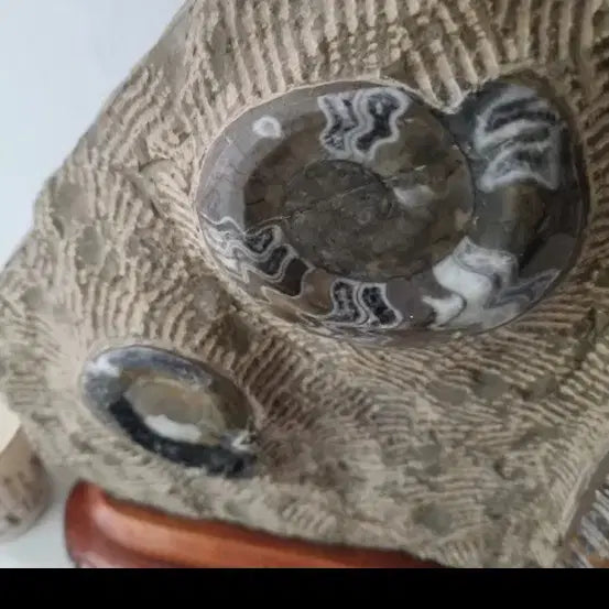 [BUNJANG] Ancient Ammonite Fossil / 골동품)고대 암모나이트 화석