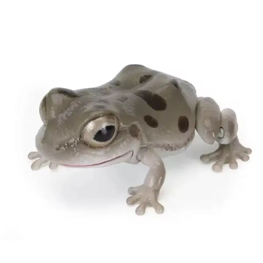 [BUNJANG] Realistic Frog Articulated Figure (Gray) / (새상품) 실사 개구리 관절 구현 생물도감 회색 개굴 피규어 그레이
